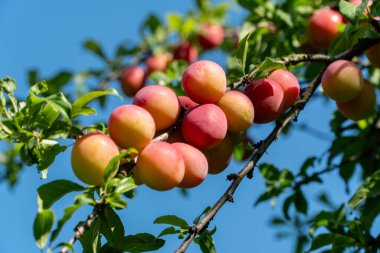 Olgun eriklerle dolu bir dala yaklaş. Organik meyve tarımı tarım kavramı 