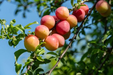 Olgun eriklerle dolu bir dal.
