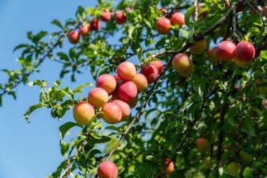 Olgun organik eriklerle dolu bir dal.