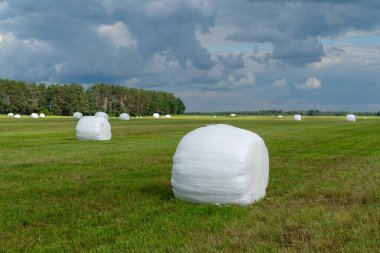 Plastik bir filme bantlanmış saman balyaları. Bir tarlada saklanıyor. Tarım sektöründe uzun vadeli depolama