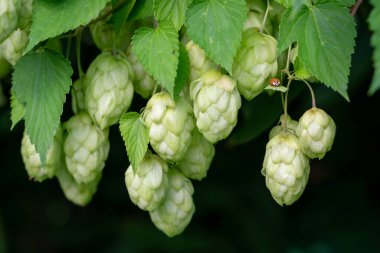 Yaprağın üzerinde bir uğur böceğiyle dalda asılı duran bir grup taze kozalak. Zengin bir hop hasadı. Bira endüstrisi konsepti