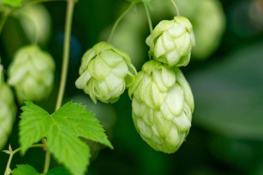 Bir daldaki taze kozalakları kapatın. Bira endüstrisi konsepti