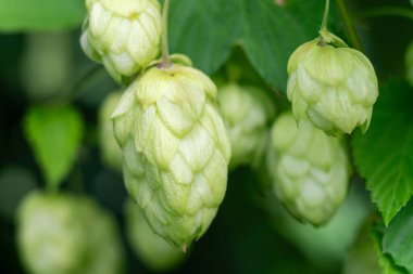 Bir daldaki taze kozalakları kapatın. Bira endüstrisi konsepti