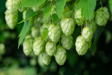Dala asılı bir grup taze kozalak. Zengin bir hop hasadı. Bira endüstrisi konsepti
