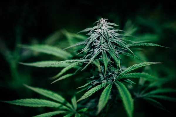 Kannabisz Orvosi Növény Zöld Virág Cbd — Stock Fotó