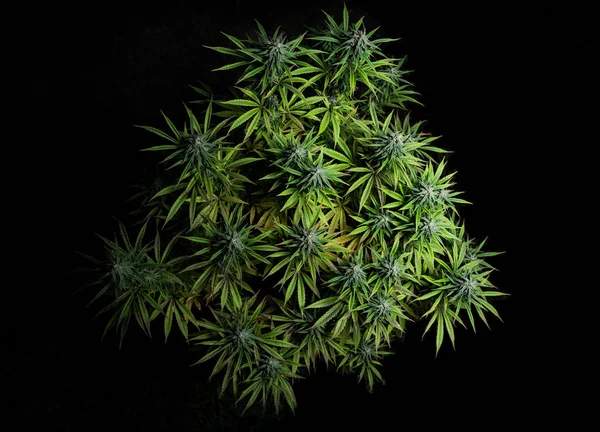 Esrarın Güzel Arka Planı Marihuana Tomurcukları Çiçekli Üst Görünüm — Stok fotoğraf