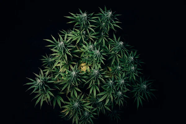 大麻植物灌木种植顶视图种植大麻 — 图库照片