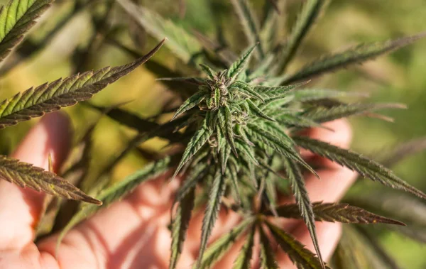 Přírodní Konopí Pěstovat Marihuanu Zblízka — Stock fotografie