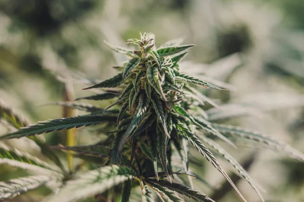 Botões Cannabis Crescer Uma Fazenda Outono Maconha Americana — Fotografia de Stock