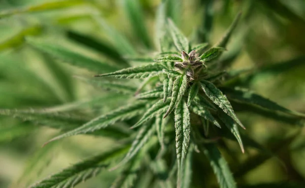Cannabis Foto Fundo Maconha Verde Folhas Botões — Fotografia de Stock