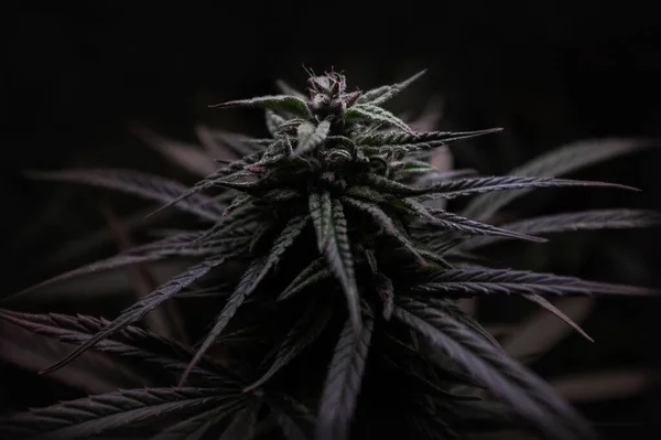 大麻芽マリファナ麻サティバインディカの葉の背景 — ストック写真