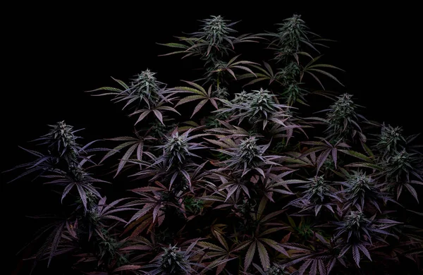 Konopí Krásná Rostlina Černém Pozadí Fialová Tráva Marihuana — Stock fotografie