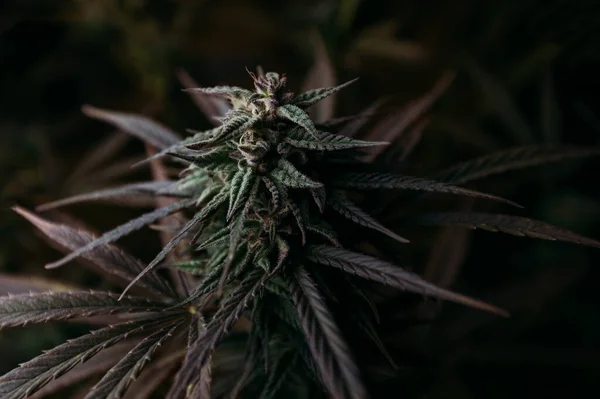 Medicina Estados Unidos Maconha Cannabis Planta Medicinal — Fotografia de Stock