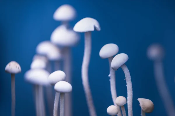 Paneolus Champiñones Alucinógenos Hermoso Blanco Sobre Fondo Azul — Foto de Stock