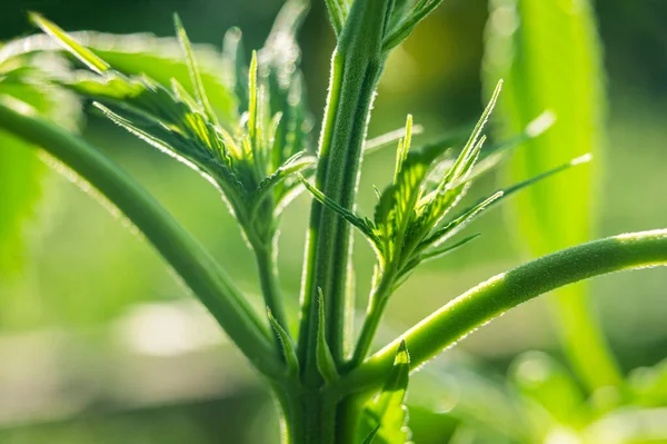 Planta Marihuana Crecimiento Internode Cannabis Tallos — Foto de Stock
