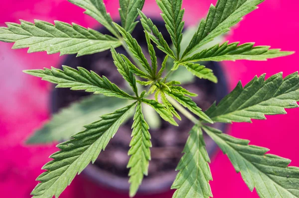 年轻大麻植物 大麻种植 粉红背景 — 图库照片