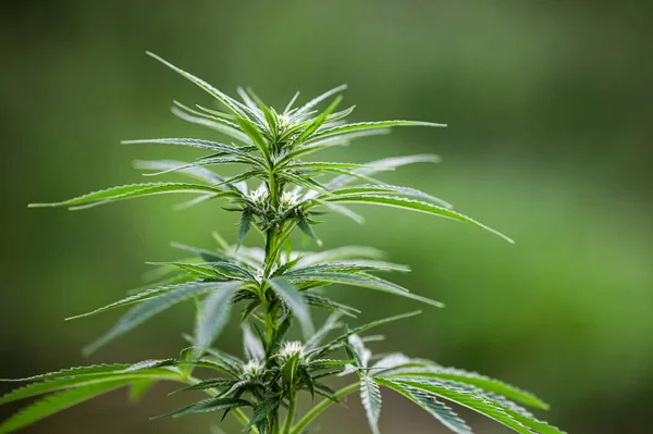 屋外マリファナ葉大麻植物の自然成長の背景 — ストック写真