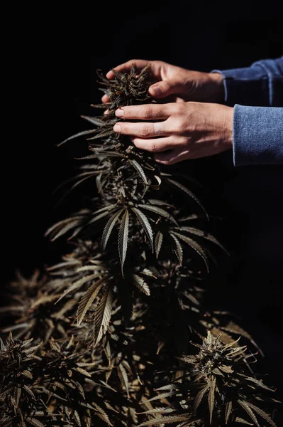 Medicinale Stam Cbd Marihuana Medicinale Cannabis Voor Planten — Stockfoto