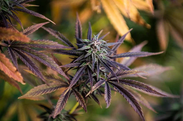 Marijuana Planta Fundo Cannabis — Fotografia de Stock