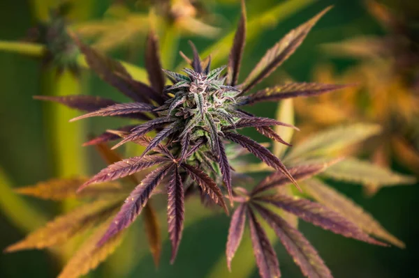 Marihuana Cannabis Blad Achtergrond Herfst Kleur — Stockfoto