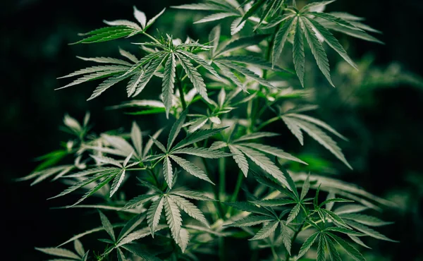 Cannabis Achtergrond Marihuana Plant Onkruid Boerderij — Stockfoto