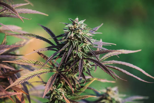 Herfst Paarse Medicinale Cannabis Natuur Marihuana — Stockfoto