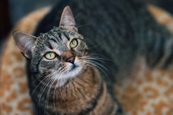 Inrikes Tabby Söt Katt Vackert Porträtt — Stockfoto