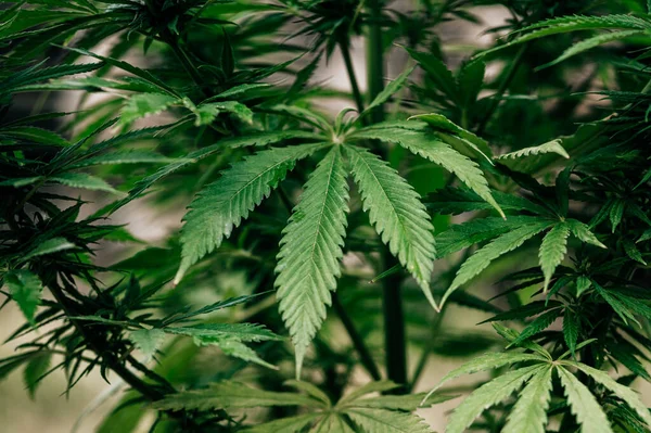 Marijuana Sativa Indica Plant Big Leaves — Stock Photo, Image