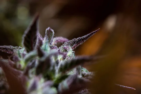 Marihuana Cannabis Trichome Purpurowy Cannabis Cbd Thc — Zdjęcie stockowe