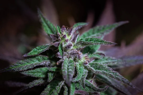 Marijuana Virág Lila Nyirkos Természetes Marihuána Növény — Stock Fotó