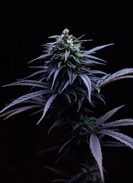 マリファナ医療植物大麻は黒の背景で収穫する前に — ストック写真