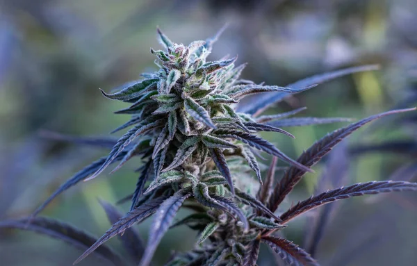 自然の中で大麻の芽紫色のマリファナ 医療やレクリエーション植物の青い夢の品種 — ストック写真