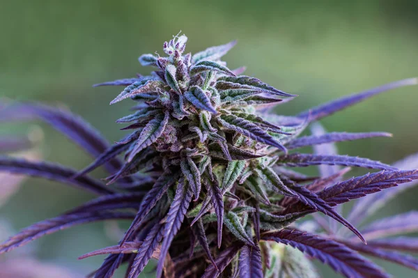 Paarse Marihuana Plant Knop Blauwe Droom Verscheidenheid Van Medische Recreatieve — Stockfoto