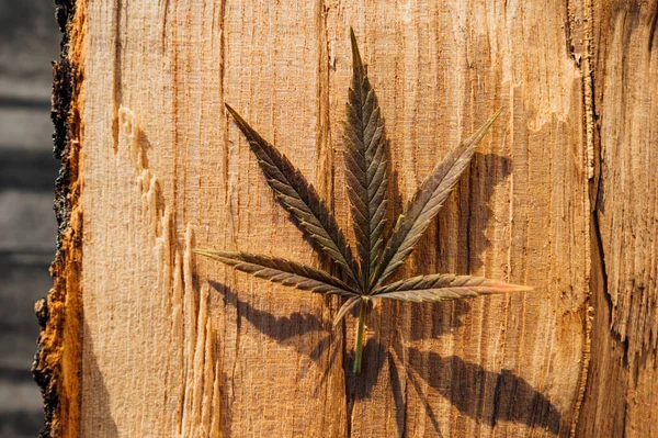 Natürliches Cannabisblatt Über Die Natur Und Gesundheit Des Holzes — Stockfoto