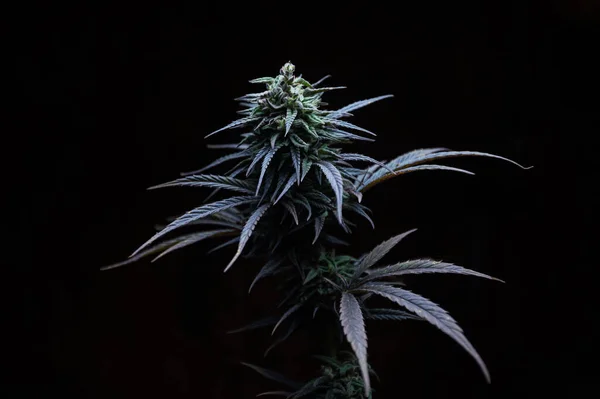 Maconha Planta Medicinal Cannabis Antes Colheita Fundo Preto — Fotografia de Stock