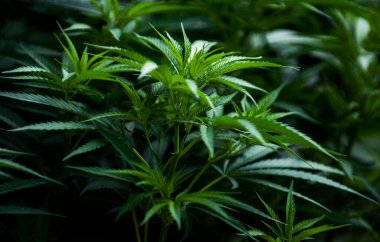 Tıbbi kenevir tarlası marihuana bitkisi 