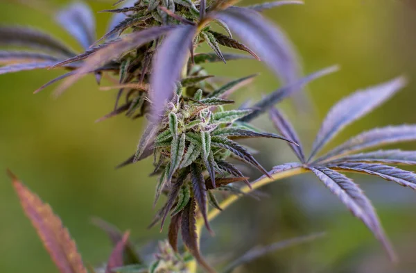 Cannabis Nahaufnahme Hintergrund Medizinisches Marihuana Hanf Purple Kush Und Blue — Stockfoto