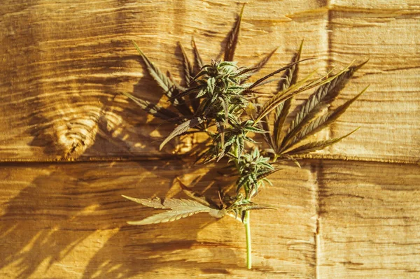 Cannabis Sativa Pflanze Marihuana Knospe Hintergrund — Stockfoto