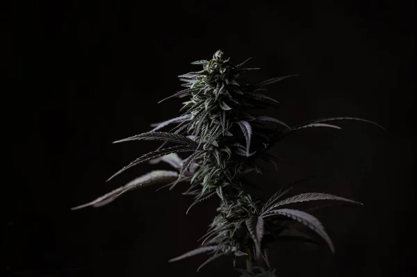 Cannabis Bud Indiai Kush Törzs Marihuána Fekete Alapon — Stock Fotó