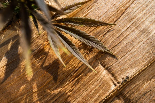 Přírodní Marihuana Rostlina Čerstvé Listy Sativa Konopí — Stock fotografie