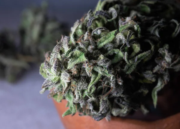 Marihuana Sativa Indica Nejlepší Hybridní Plevel Kmeny Bud — Stock fotografie