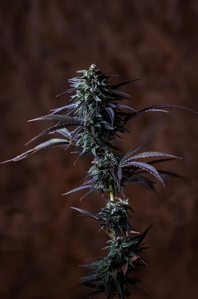 Cannabis Bud Trichomes Kóla Szabadidős Marihuána — Stock Fotó