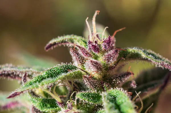 Macro Cannabis Cbd Kbg Tricomas — Fotografia de Stock