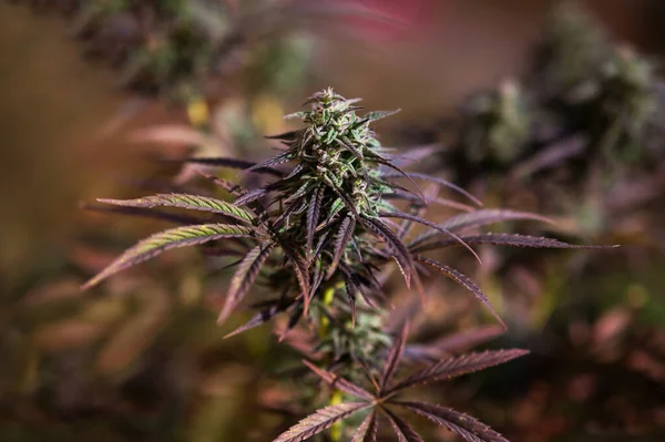 Amerikanisches Cannabis Herbst Vor Der Ernte Medizinische Marihuana Farm — Stockfoto