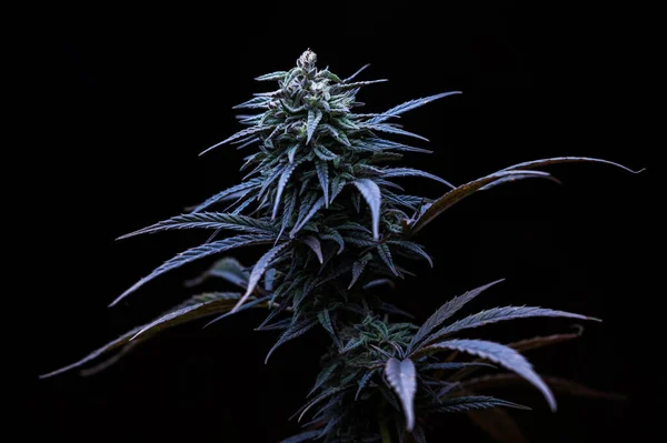 Marijuana Bud Fotó Termesztés Egy Kereskedelmi Orvosi Kannabisz Kertben — Stock Fotó