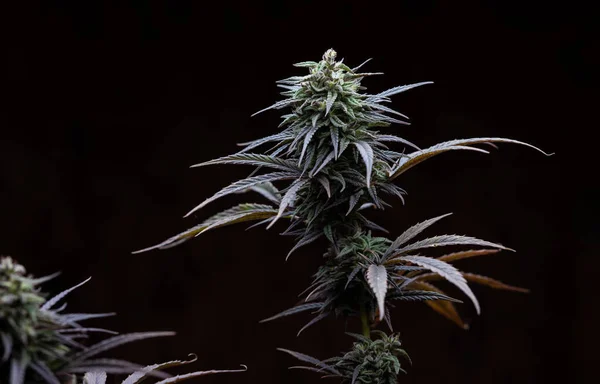 霜の多い慢性マリファナクリスタルTrichome Kushカンナビス フル成長の大麻植物は収穫の準備ができています — ストック写真