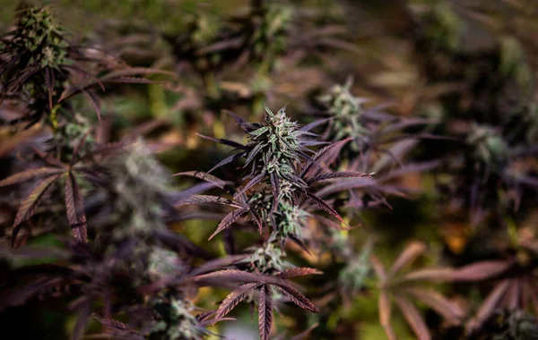 Cannabis Americana Livre Outono Antes Colheita Fazenda Maconha Medicinal — Fotografia de Stock