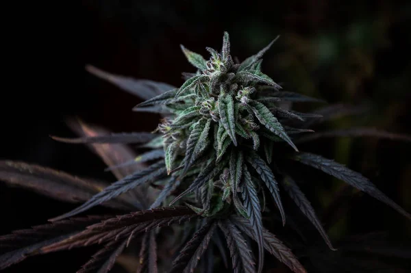 Cannabis Medicinal Bud Fazenda Maconha — Fotografia de Stock