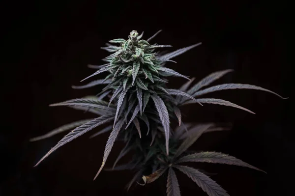 Cannabis Μαριχουάνα Μπλε Φυτό Και Κανναβινοειδή — Φωτογραφία Αρχείου
