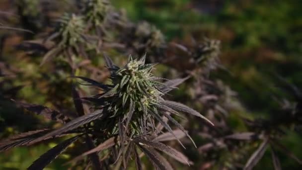 Arbustos Marihuana Movimiento Cannabis Aire Libre Colores Púrpura Frente Cosecha — Vídeo de stock